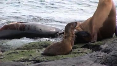 Küçük bebek ile aile mühür su Galapagos Adaları yakınındaki plajda sakin ol.