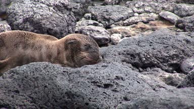 Aslan beach Galapagos Adaları üzerinde dinlenmek genç fok.