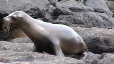 Buzlu fok Galapagos plaj.