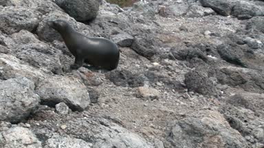 Taş üzerindeki mühür Galapagos plaj.