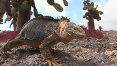 Büyük Iguana yakın kayalık sahil, Galapagos Adaları üzerinde.