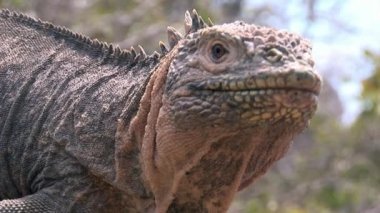 Büyük Iguana closeup kayalık sahil, Galapagos Adaları üzerinde.