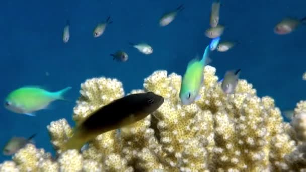 Relaxe subaquático Mar Vermelho . — Vídeo de Stock