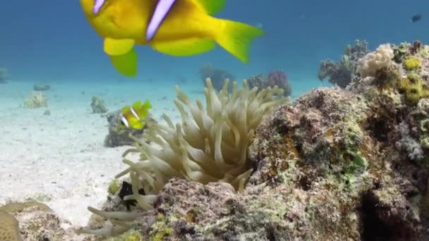 Stichodactylidae herrliche Anemonen und Clownfische im roten Unterwasser-Meer. — Stockvideo