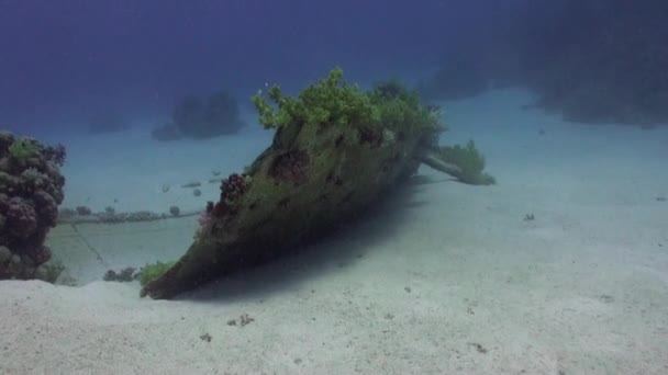 Naufrage sur fond marin sous-marin Mer Rouge . — Video