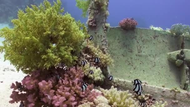 Schiffbruch auf dem Meeresboden unter rotem Meer. — Stockvideo