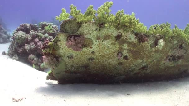 Naufragio en el fondo marino bajo el agua Mar Rojo . — Vídeos de Stock