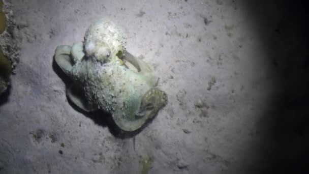 Octopus Aeginae est devenu blanc et déguisé sur fond sablonneux sous-marin Mer Rouge . — Video