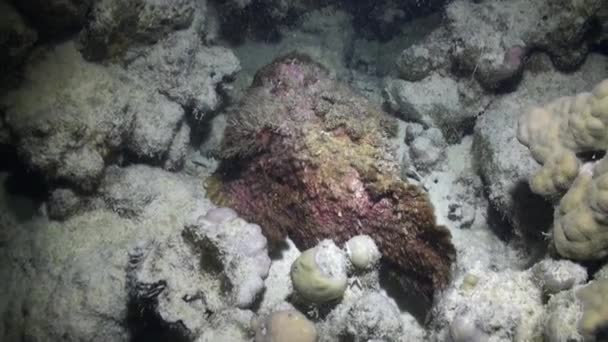 Pez piedra Synanceia Verrucosa muy venenosa en el fondo marino bajo el agua Mar Rojo . — Vídeo de stock