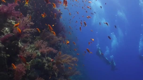 Dykning nära fiskstim i korallrev koppla undervattens Röda havet. — Stockvideo