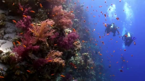 Immersioni subacquee vicino alla scuola di pesce nella barriera corallina rilassarsi sott'acqua Mar Rosso . — Video Stock