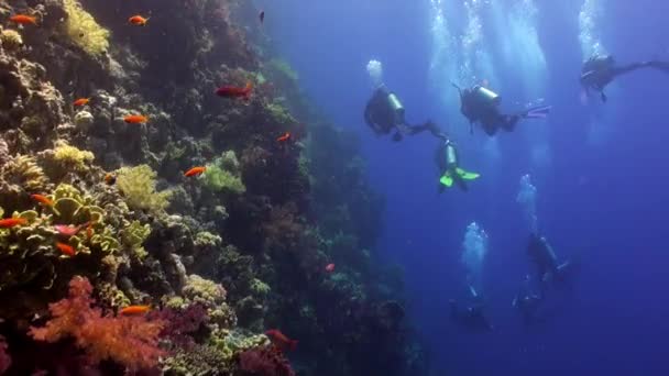 Immersioni subacquee vicino alla scuola di pesce nella barriera corallina rilassarsi sott'acqua Mar Rosso . — Video Stock