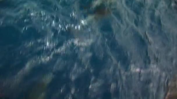 Τα δελφίνια κολυμπούν υποβρύχια μπροστά από το πλοίο στον Ειρηνικό Ωκεανό. — Αρχείο Βίντεο