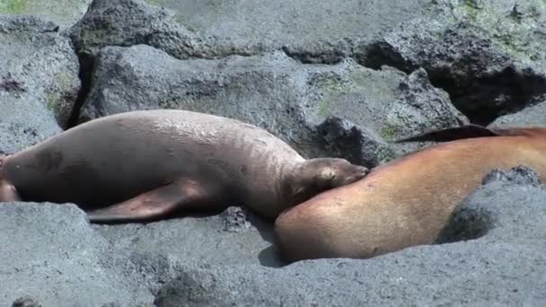 Mor pälssäl lion feeds baby suger nappen med mjölk på stranden Galapagos. — Stockvideo