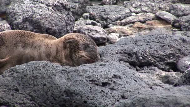 Joven león marino relajarse en la playa de las Islas Galápagos . — Vídeo de stock