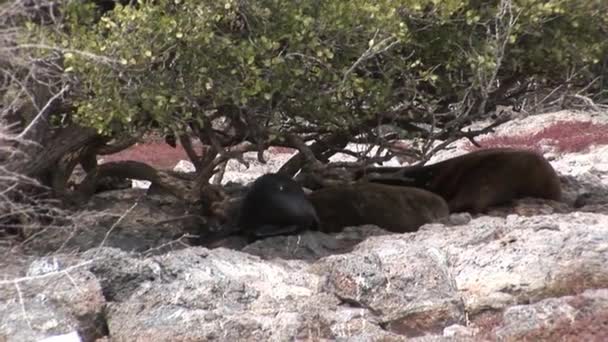 Familjens sigill lejon koppla av på stranden av Galapagosöarna. — Stockvideo