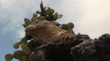 Büyük Iguana kayalık sahil, Galapagos Adaları üzerinde.