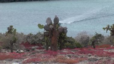 Kaktüs bitkileri Galapagos Adaları üzerinde arka plan üzerinde lastik Motorlu tekne.
