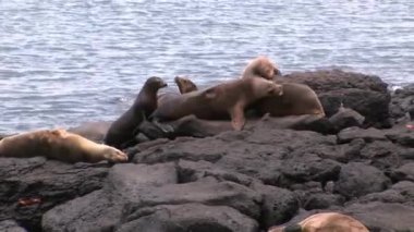Galapagos kumsalda mühür.