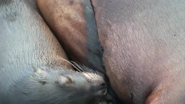 Galapagos kumsalda süt ile emzik emme anne kürk mühür aslan beslemeleri bebek.
