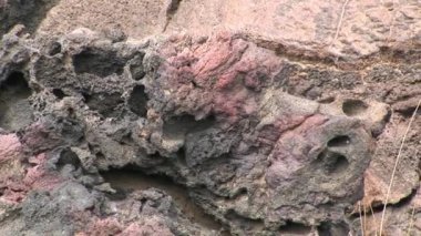 Toprak kenarı Galapagos Adaları.