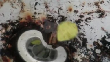 Ekvator satırı Galapagos Ekvator yakınlarında su ile deneme.