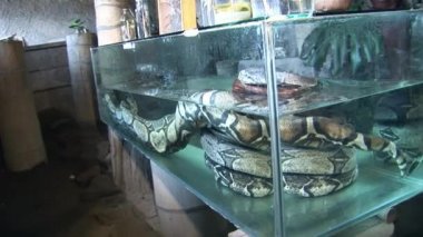 Büyük akvaryum su Python'da.