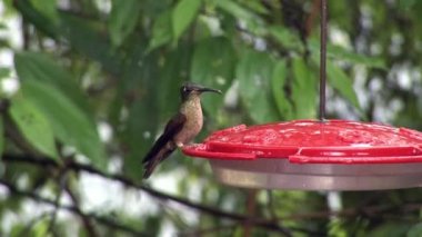 Kivi kuş nektar sayfasından Galapagos Adaları üzerinde özel kırmızı besleyici içecekler.