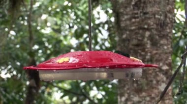 Kivi kuş nektar Galapagos Adaları üzerinde içecekler.