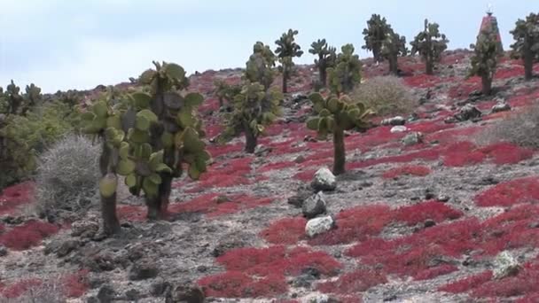 Leguan wandert zwischen Kakteen auf Galapagos-Inseln. — Stockvideo