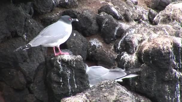 Madár sirály a Galápagos-szigetek. — Stock videók