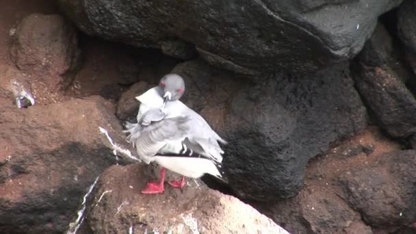 Madár sirály a Galápagos-szigetek. — Stock videók