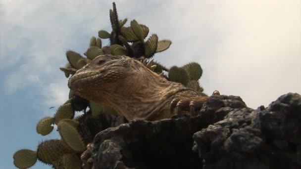 Valtava Iguana Galapagossaarten kallioisella rannikolla . — kuvapankkivideo