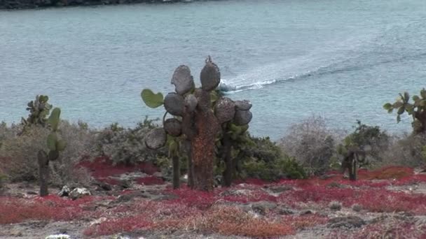 Gummimotorboot vor dem Hintergrund von Kakteenpflanzen auf den Galapagos-Inseln. — Stockvideo