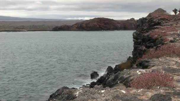 Costa sulle Isole Galapagos . — Video Stock