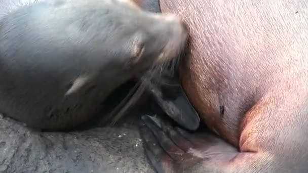 Mãe pele selo leão alimenta bebê chupando teta com leite na praia Galápagos . — Vídeo de Stock