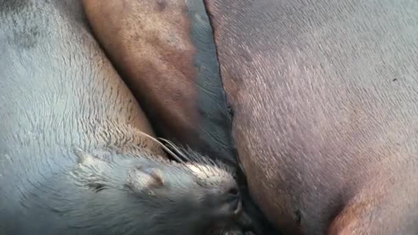 Madre piel sello león alimenta bebé chupando pezón con leche en la playa Galápagos . — Vídeos de Stock