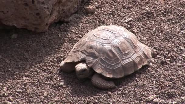 Havssköldpadda på Galapagos. — Stockvideo