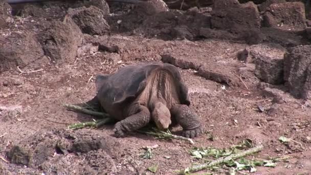 Turtle on Galapagos. — Stock Video