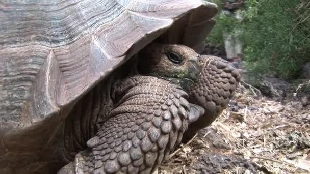 Lonely George es una tortuga de fama mundial que tiene 400 años en Galápagos . — Vídeo de stock