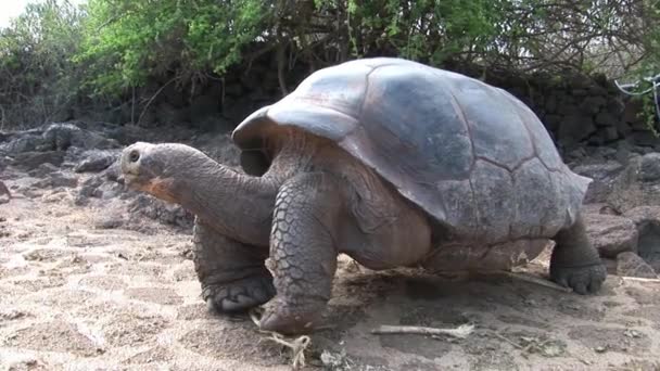 Lonely George is world famous tortoise turtle 400 years old in Galapagos. — Stock Video