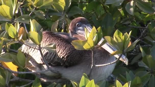 Vogelpelikaan op de Galapagoseilanden. — Stockvideo
