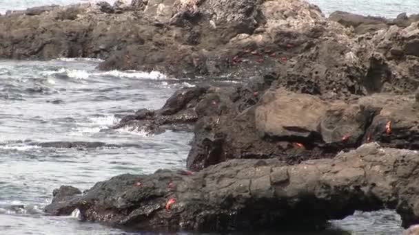 Red crab hios Grapsus grapsus in search of food on rock coast Pacific Ocean. — Stock Video