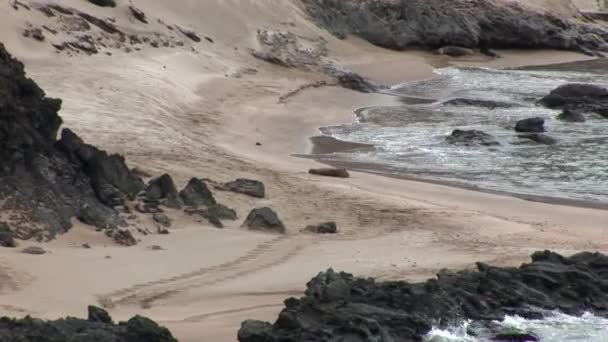 Sandy sahil Galapagos Adaları. — Stok video