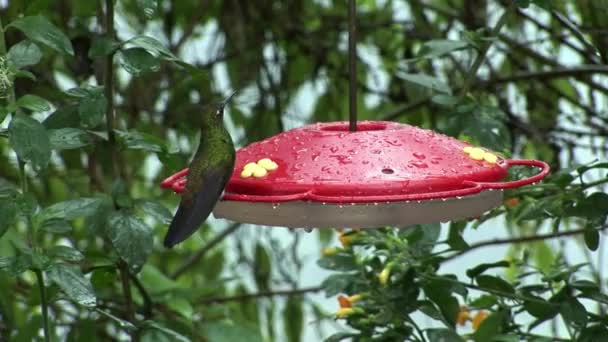 Kiwi bird drinks nectar from special red feeder on Galapagos Islands. — Stock Video