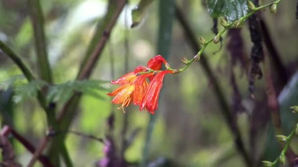 Plantas de floresta parque natural nas Ilhas Galápagos . — Vídeo de Stock