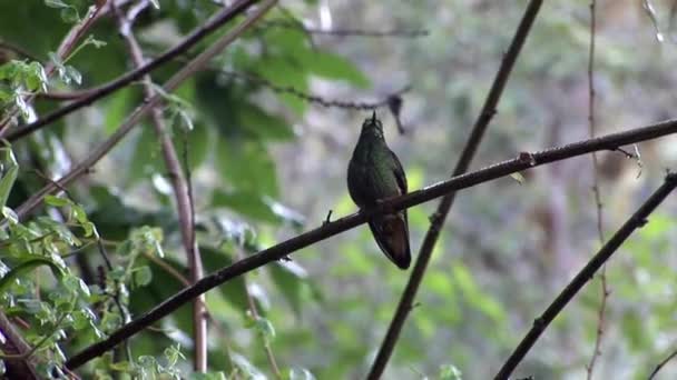 Kiwi bird on Galapagos Islands. — Stock Video