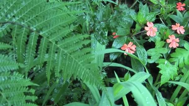 Planten van natuur park bos op de Galapagos eilanden. — Stockvideo