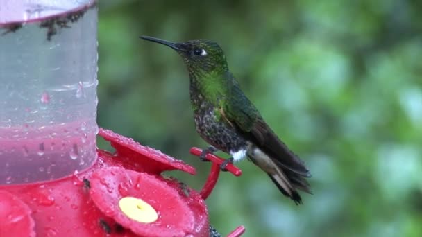 Kiwi-Vogel mit langem Schnabel trinkt Nektar aus rotem Futtertrog auf Galapagos-Inseln. — Stockvideo