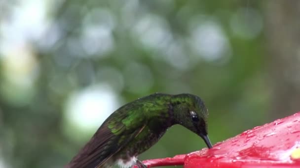 Kiwi-Vogel mit langem Schnabel trinkt Nektar aus rotem Futtertrog auf Galapagos-Inseln. — Stockvideo